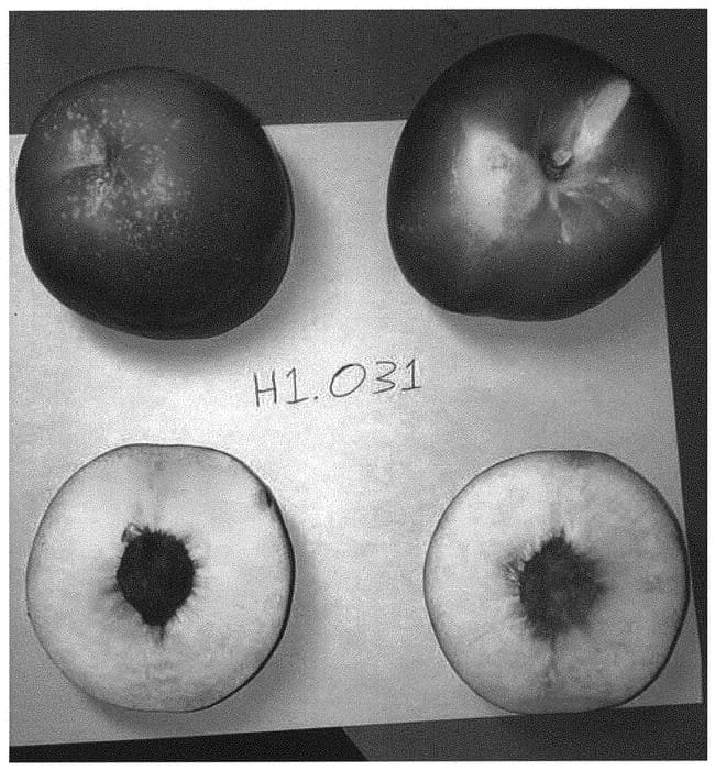 Figure 1 of US plant patent PP31715, the photograph of Wanecttwo printed in the patent.