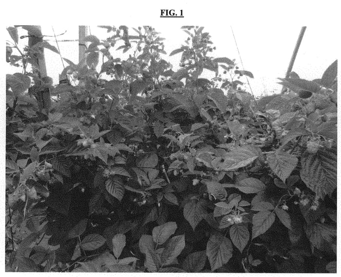 Figure 1 of US plant patent PP31716, the photograph of MAJESTIC printed in the patent.