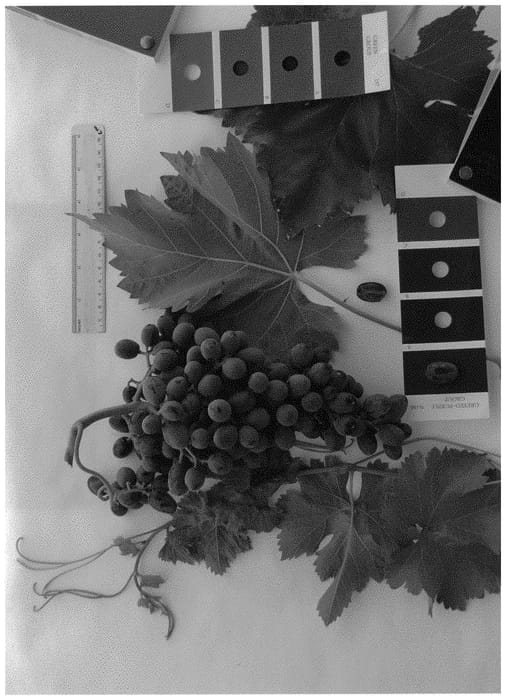 Figure 1 of US plant patent PP31717, the photograph of IFG Twenty-five printed in the patent.