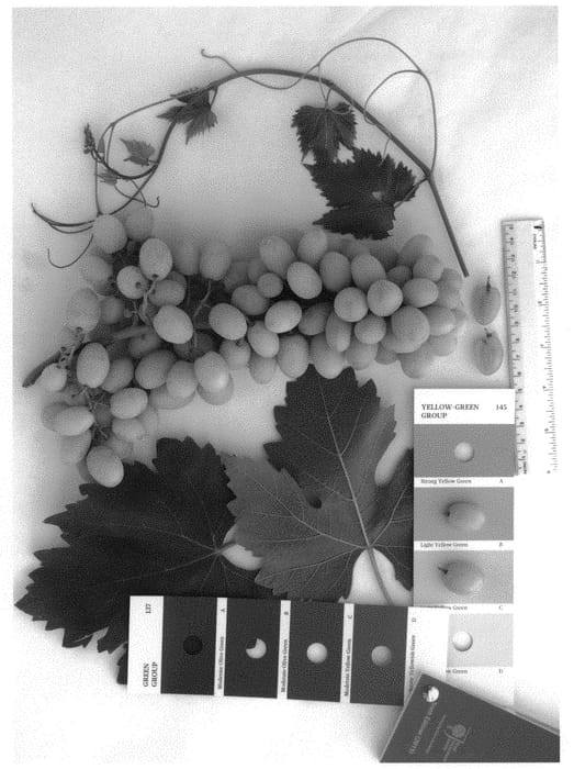 Figure 1 of US plant patent PP31718, the photograph of IFG Forty-three printed in the patent.