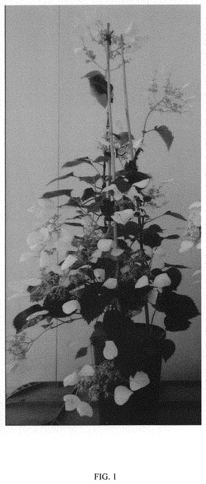 Figure 1 of US plant patent PP31720, the photograph of MINSNOW3 printed in the patent.