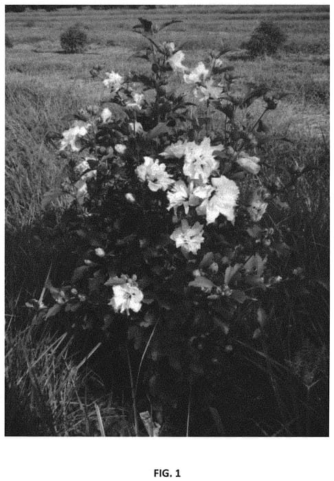 Figure 1 of US plant patent PP31721, the photograph of Whit XXI printed in the patent.
