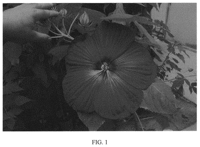 Figure 1 of US plant patent PP31722, the photograph of 15516 GR printed in the patent.