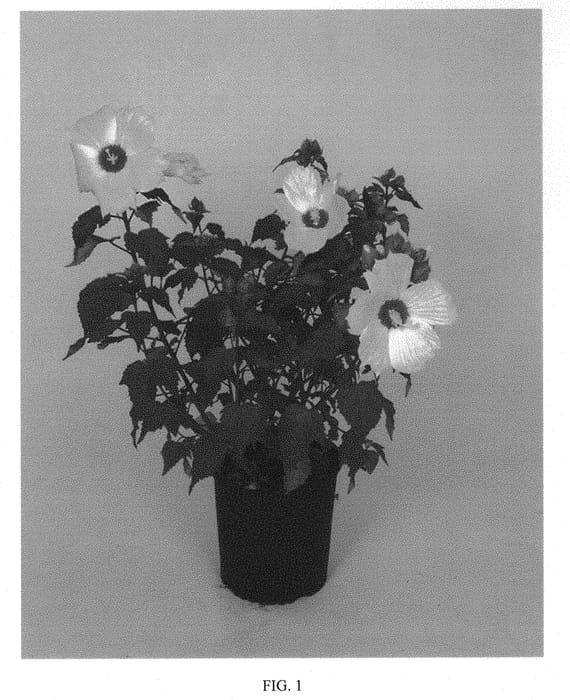 Figure 1 of US plant patent PP31723, the photograph of 15011 GR printed in the patent.