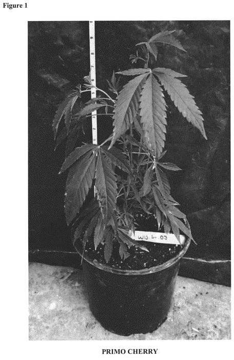 Figure 1 of US plant patent PP31724, the photograph of PRIMO CHERRY printed in the patent.