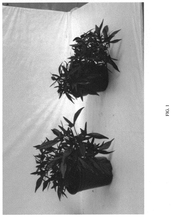 Figure 1 of US plant patent PP31725, the photograph of ISGDP01-1 printed in the patent.