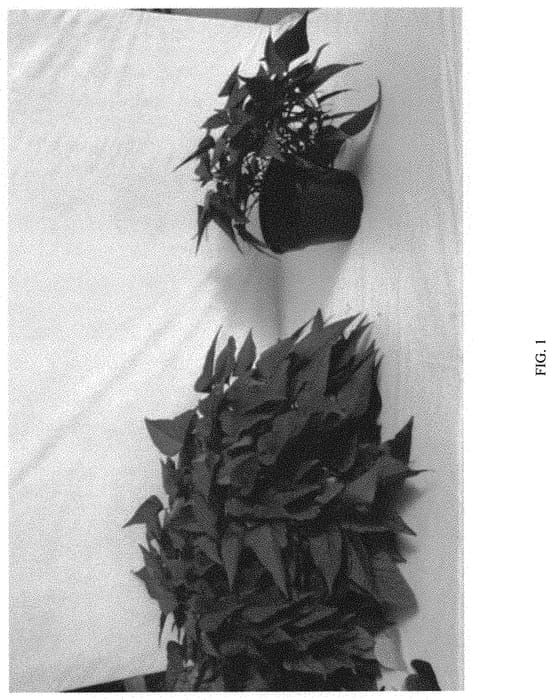 Figure 1 of US plant patent PP31726, the photograph of ISGHR06-1 printed in the patent.