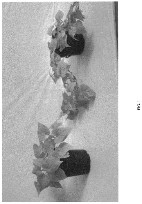 Figure 1 of US plant patent PP31727, the photograph of ISGHG04-1 printed in the patent.