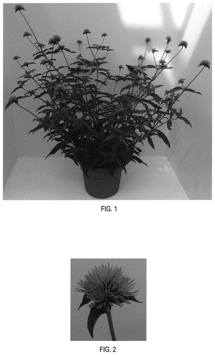 Figure 1 of US plant patent PP31728, the photograph of PAST0517E printed in the patent.