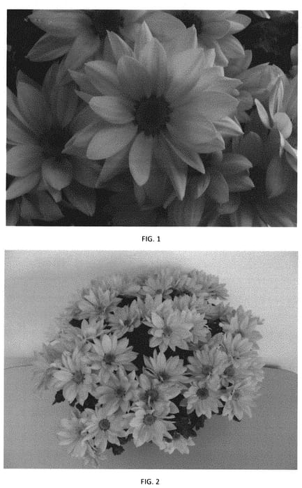 Figure 1 of US plant patent PP31729, the photograph of CIDZ0098 printed in the patent.