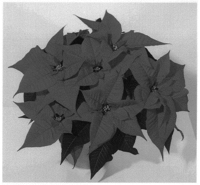 Figure 1 of US plant patent PP31730, the photograph of NPCW18087 printed in the patent.