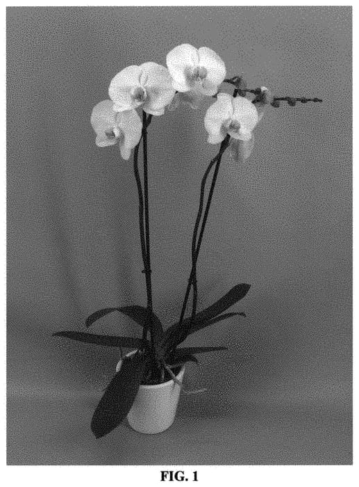 Figure 1 of US plant patent PP31731, the photograph of PHALGIPCOL printed in the patent.