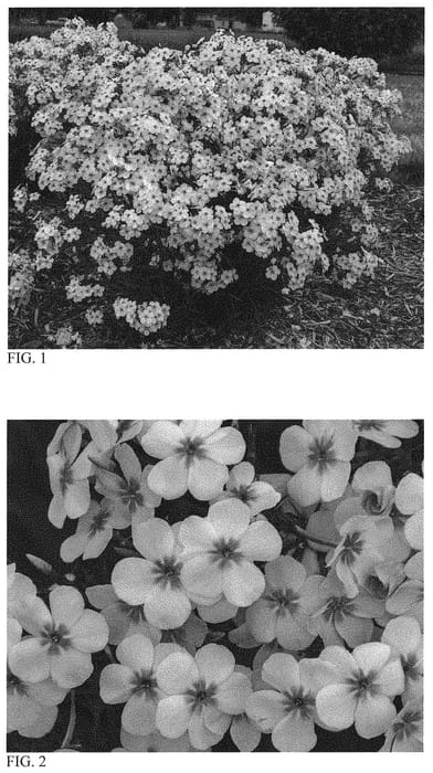 Figure 1 of US plant patent PP31732, the photograph of Opening Act Pink-a-Dot printed in the patent.