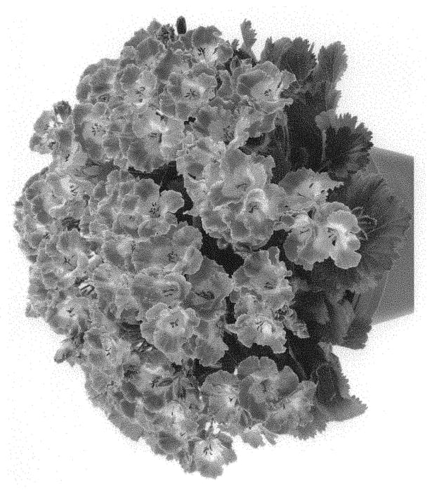 Figure 1 of US plant patent PP31733, the photograph of Regbero printed in the patent.