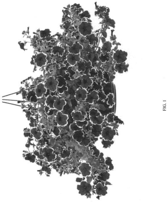 Figure 1 of US plant patent PP31734, the photograph of KERPICOT printed in the patent.