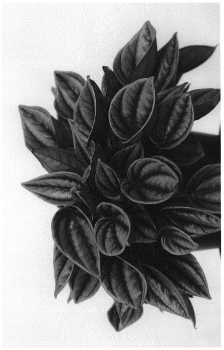 Figure 1 of US plant patent PP31735, the photograph of Mendoza printed in the patent.