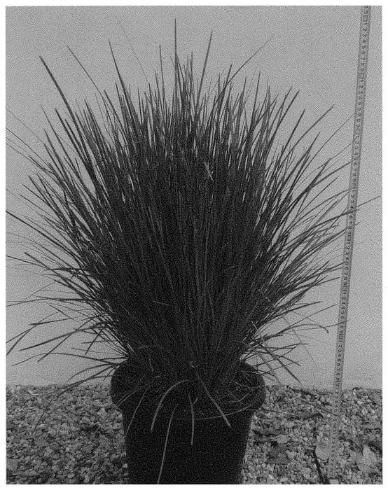Figure 1 of US plant patent PP31736, the photograph of Sprilomjan printed in the patent.