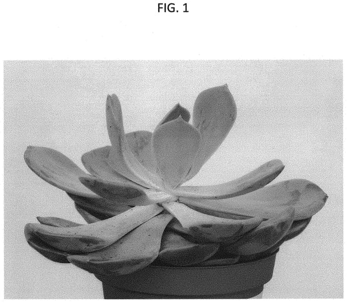 Figure 1 of US plant patent PP31737, the photograph of TSAECH1821 printed in the patent.