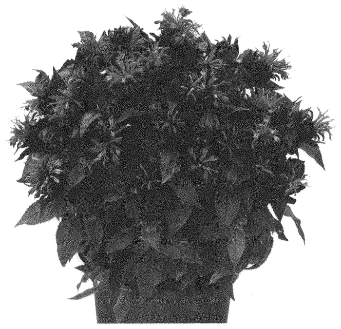 Figure 1 of US plant patent PP31738, the photograph of Domonpocre printed in the patent.