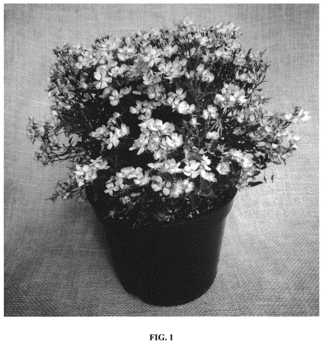 Figure 1 of US plant patent PP31739, the photograph of ROP007 printed in the patent.
