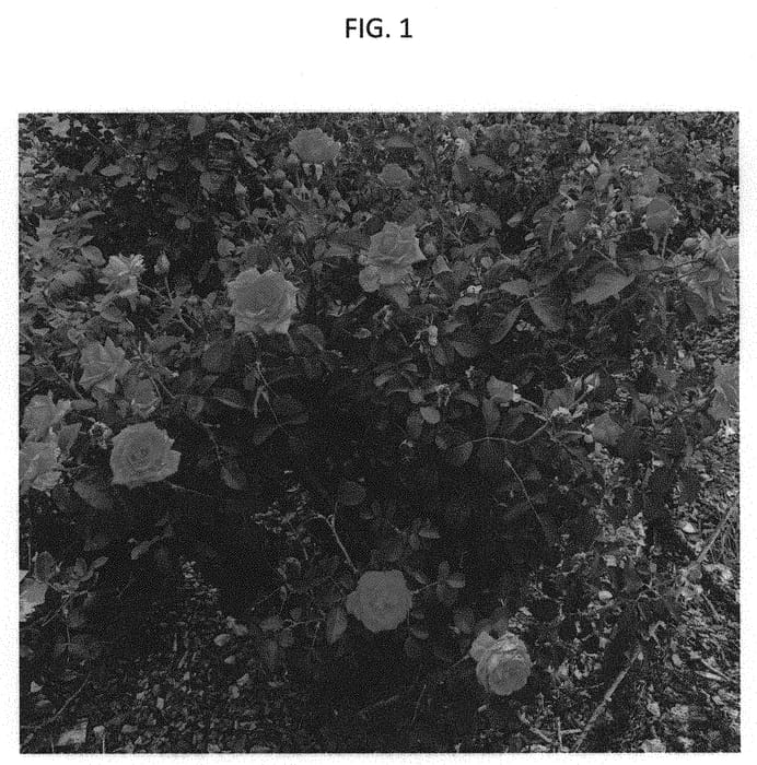 Figure 1 of US plant patent PP31740, the photograph of GRAcha printed in the patent.
