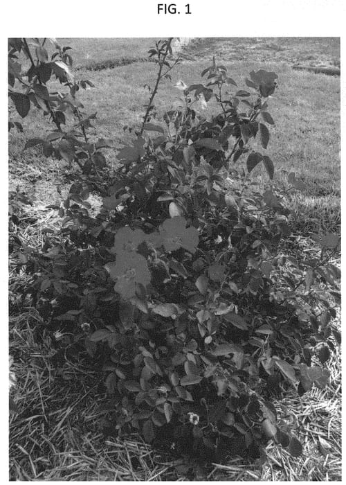 Figure 1 of US plant patent PP31741, the photograph of GRAzest printed in the patent.