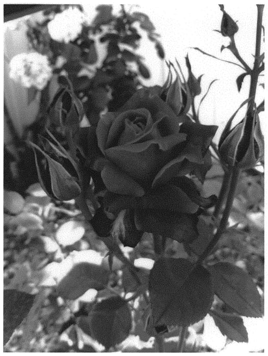 Figure 1 of US plant patent PP31742, the photograph of GRAnib printed in the patent.