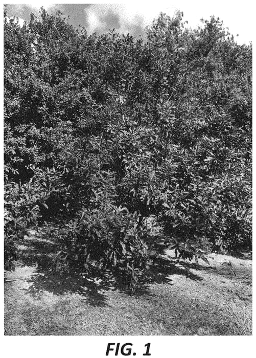 Figure 1 of US plant patent PP31743, the photograph of MCT1 printed in the patent.