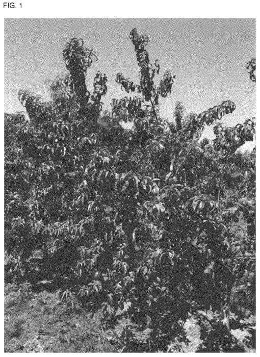 Figure 1 of US plant patent PP31744, the photograph of NSRED15273 printed in the patent.