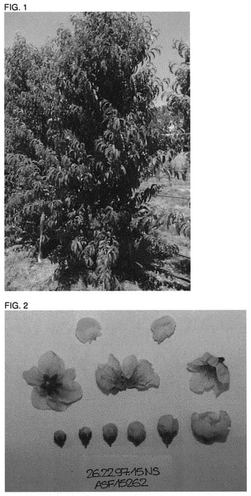 Figure 1 of US plant patent PP31745, the photograph of NSRED15262 printed in the patent.