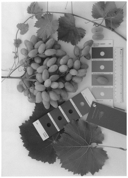 Figure 1 of US plant patent PP31746, the photograph of IFG Forty-two printed in the patent.