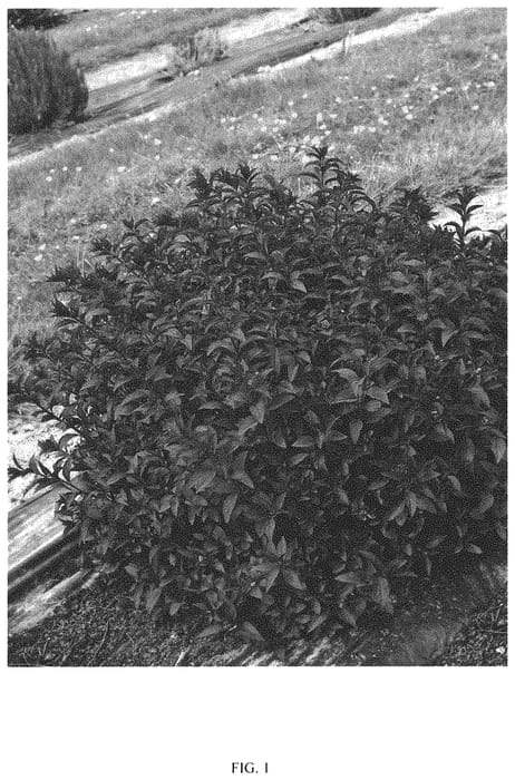 Figure 1 of US plant patent PP31747, the photograph of DAVROU01 printed in the patent.