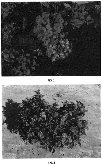 Figure 1 of US plant patent PP31748, the photograph of LANZ0021 printed in the patent.