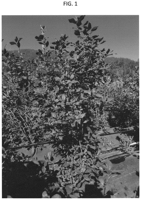 Figure 1 of US plant patent PP31749, the photograph of B-43-4 printed in the patent.
