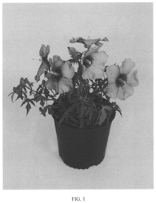 Figure 1 of US plant patent PP31750, the photograph of 15719 GRW printed in the patent.