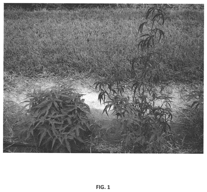 Figure 1 of US plant patent PP31751, the photograph of Whit XXII printed in the patent.