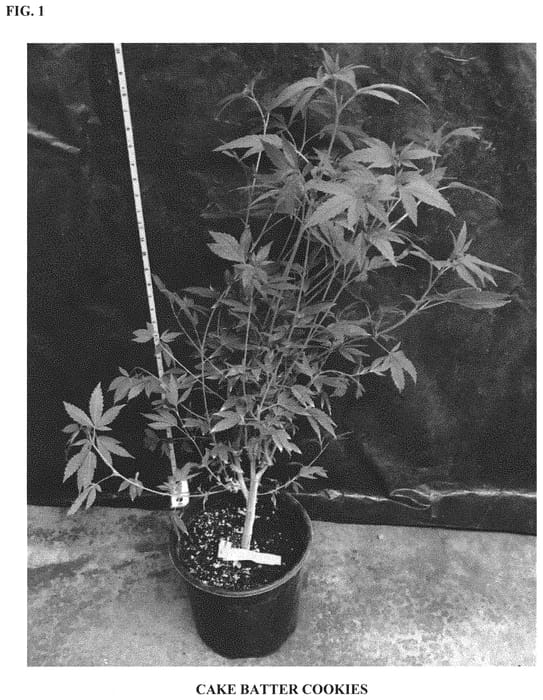 Figure 1 of US plant patent PP31752, the photograph of cake batter cookies printed in the patent.