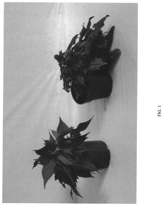 Figure 1 of US plant patent PP31753, the photograph of ISGBR03-1 printed in the patent.