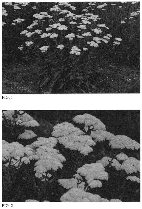 Figure 1 of US plant patent PP31754, the photograph of Sassy Summer Silver printed in the patent.