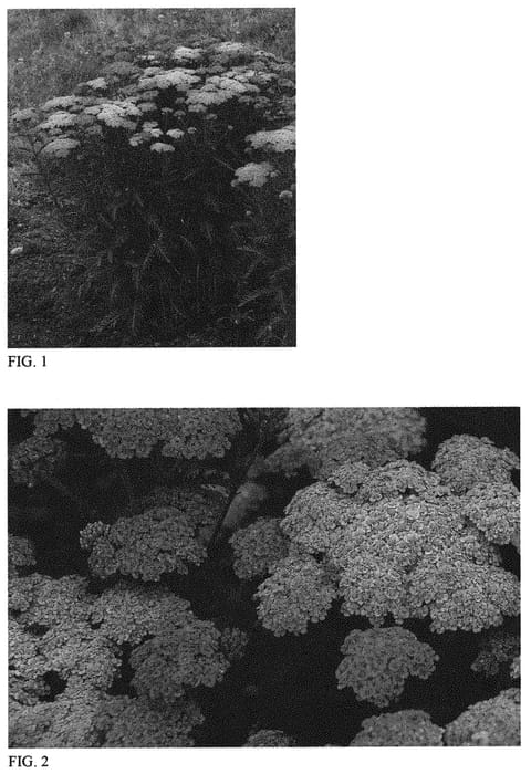 Figure 1 of US plant patent PP31755, the photograph of Sassy Summer Taffy printed in the patent.