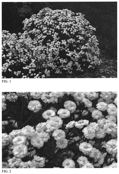 Figure 1 of US plant patent PP31756, the photograph of Peter Cottontail printed in the patent.
