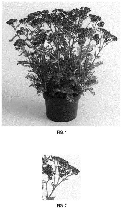 Figure 1 of US plant patent PP31757, the photograph of FLORACHRE1 printed in the patent.