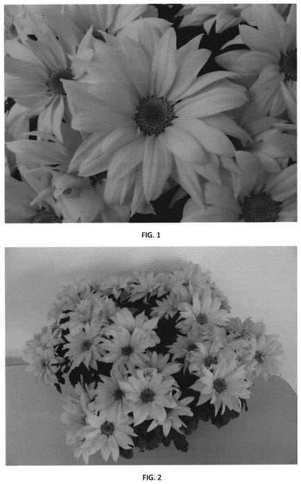 Figure 1 of US plant patent PP31758, the photograph of CIDZ0097 printed in the patent.