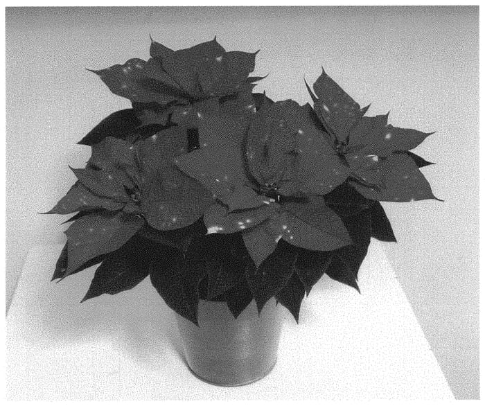 Figure 1 of US plant patent PP31759, the photograph of WEL19375 printed in the patent.