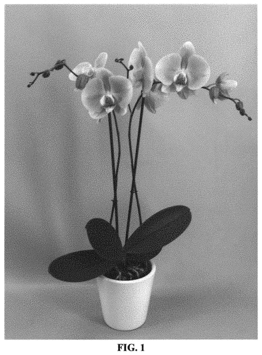 Figure 1 of US plant patent PP31760, the photograph of PHALGANZI printed in the patent.