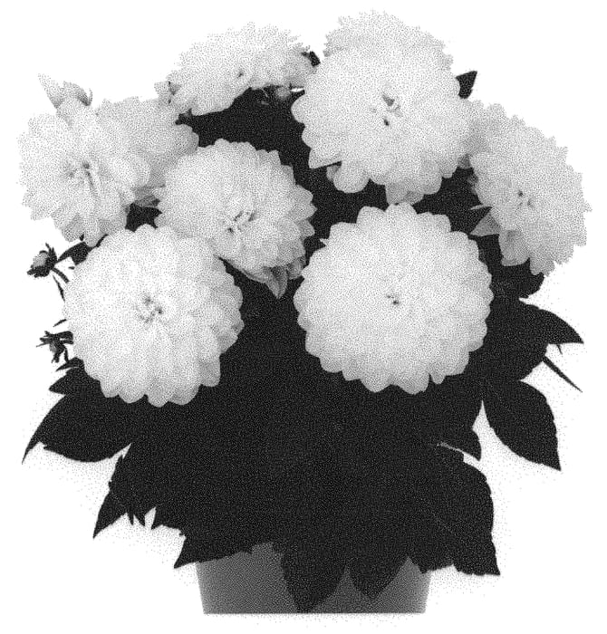 Figure 1 of US plant patent PP31762, the photograph of Dodahhypnowhit 19 printed in the patent.