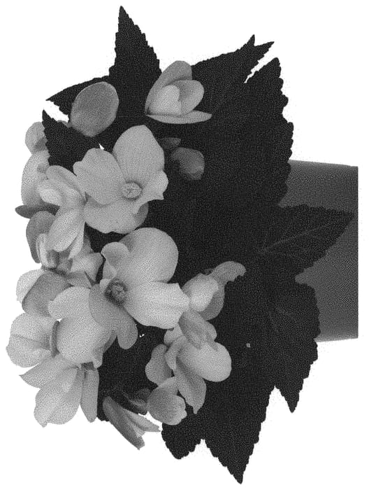 Figure 1 of US plant patent PP31763, the photograph of Dobegicspflibutcup printed in the patent.
