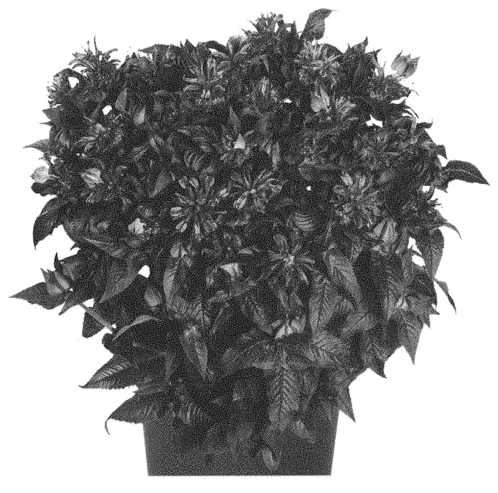 Figure 1 of US plant patent PP31764, the photograph of Domonpocde printed in the patent.