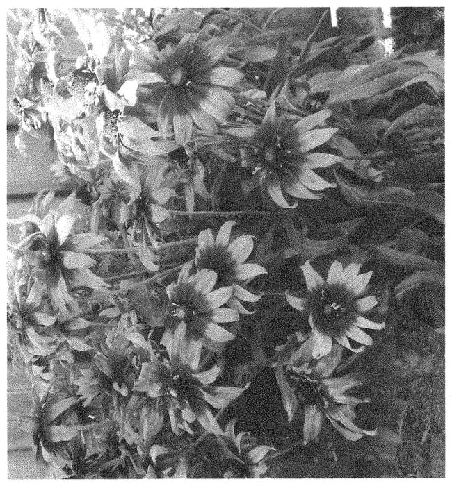 Figure 1 of US plant patent PP31765, the photograph of ET RDB 603 printed in the patent.