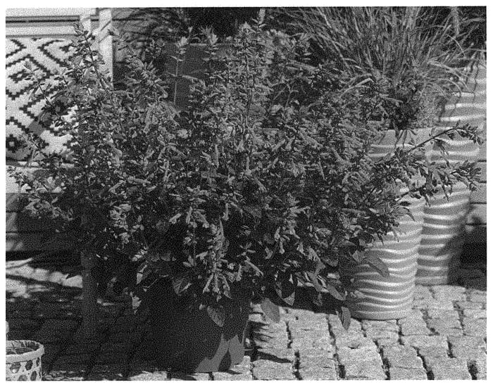 Figure 1 of US plant patent PP31766, the photograph of HYBSV18020 printed in the patent.